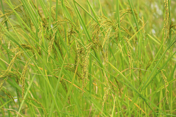 Rice on the fields