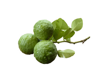bergamot of Thailand isolated on white.