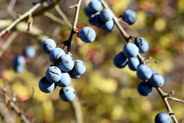 Sloes - Schlehen