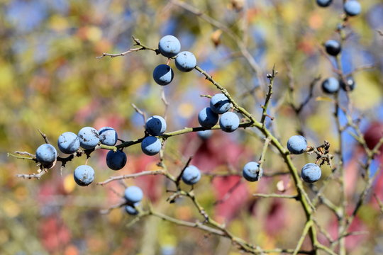 Sloes with beautiful background - Schlehen