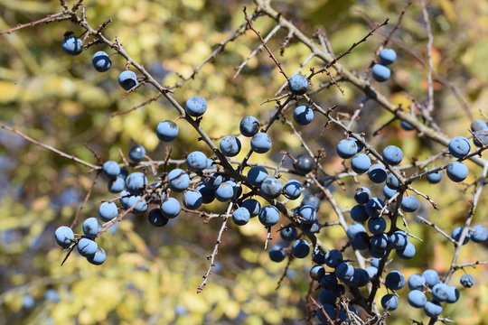 Schlehdorn - Sloes
