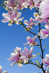 Magnolia tree blossom 