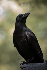 Large-billed crow