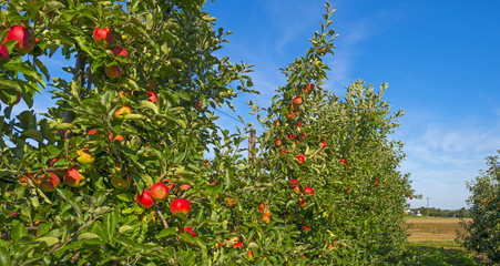 Orchard with apple trees in a field in summer