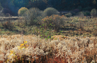 Jesienne Barwy Łąk  © Wojciech Lisiński