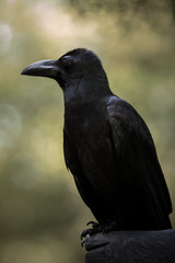 Large-billed crow