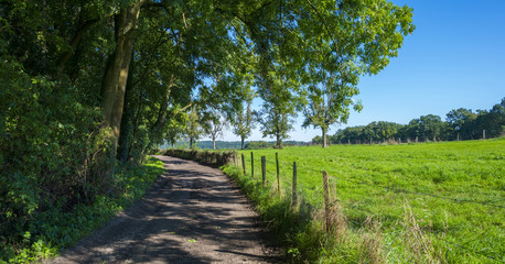 Fototapeta na wymiar Path along fields and trees in summer 