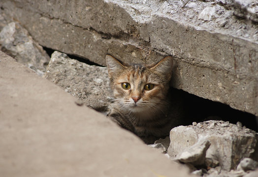 wild cat hid under the tiles of the road