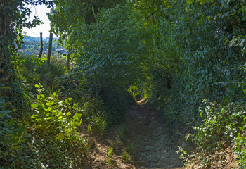 Path through a forest in sunlight in summer