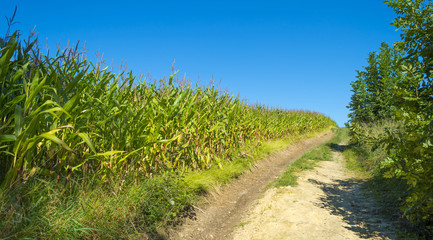 Fototapeta na wymiar Corn growing in a field in summer 