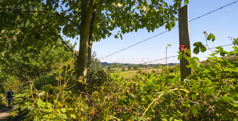 Fototapeta premium Path through a forest in sunlight in summer