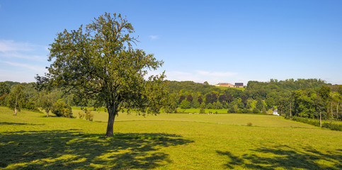 Trees in a sunny meadow in summer
