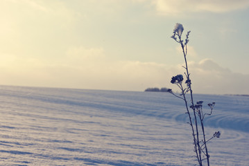 Christmas background plants in hoarfrost on a snowy field in winter