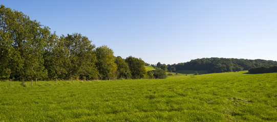 Trees in a sunny meadow in summer
