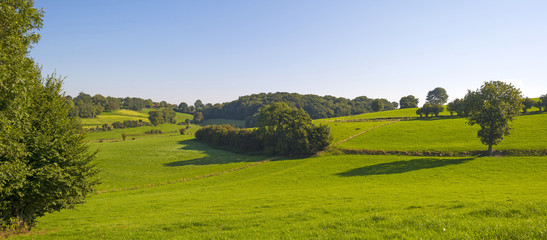 Trees in a sunny meadow in summer
