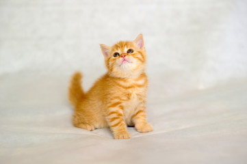 Kitten orange, little ginger kitten brindle coat color, striped baby British tabby kitten, pet, cute kitten, family friend.