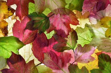 Back lit autumn (fall) leaves. Background texture. In shades of pink and green.