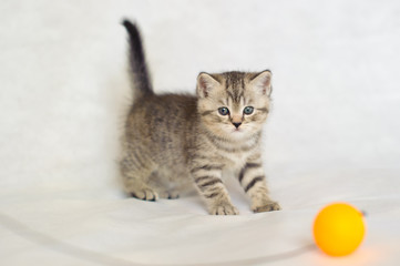 Fototapeta na wymiar Kitten playing with a yellow ball, a small kitten brindle coat color, striped baby British tabby kitten, pet, cute kitten, a family friend.