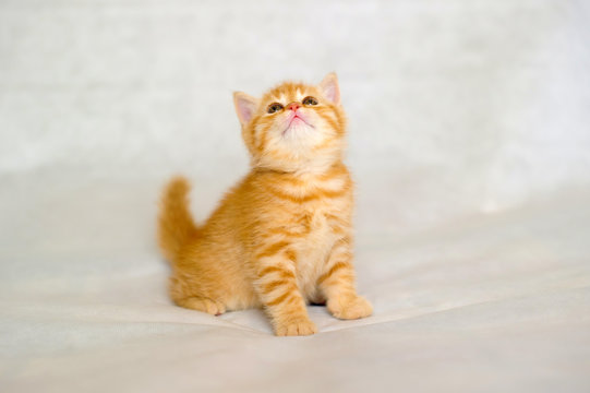 Orange hotsell striped kitten