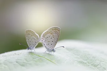 Crédence de cuisine en verre imprimé Papillon accouplement de papillons