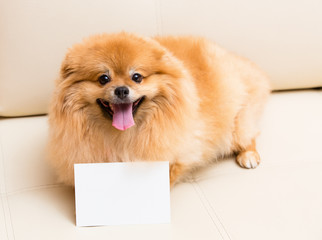 Spitz dog sits next to the card