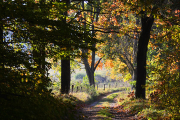 Obraz premium Autumn road with colorful trees