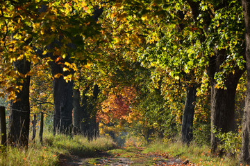 Autumn road with colorful trees