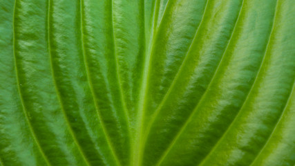 Beautiful Calla leaf texture, Zantedeschia aethiopiea