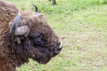Bialowieski National Park - Poland. Aurochs head. © Doin Oakenhelm