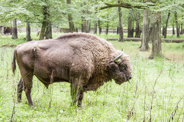 Bialowieski National Park - Poland. Aurochs head. © Doin Oakenhelm