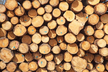 Fototapeta premium Fresh wooden studs
