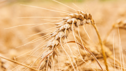 Gold wheat field illuminated by rays of the setting sun