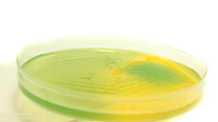 Escherichia Coli bacteria on Cled agar petri dish isolated on white background, cysteine lactose electrolyte deficient