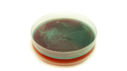 Pseudomonas aeruginosa bacteria on Cled agar petri dish isolated on white background, cysteine...