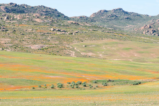 Orange wild flowers near Garies