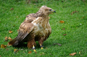 Schreiadler