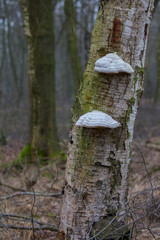 Zwei Baumpilze am Birkenstamm