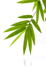 Fresh bamboo leaves border with water drop isolated on white bac
