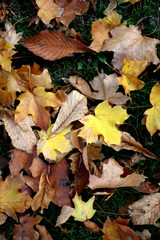 Autumn  leaves