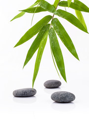 Fototapeta na wymiar The Stones spa treatment scene and bamboo leaves with raindrop z