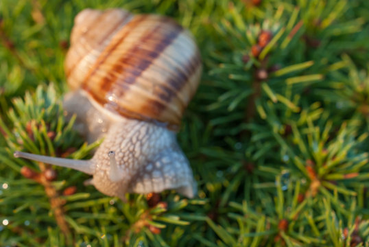 Snail on green branches of a fur-tree or pine