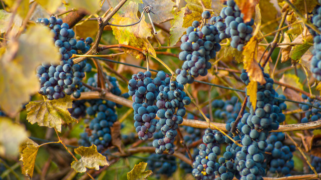 Large bunch of red wine grapes hang from a vine. Ripe grapes with green leaves. Wine concept