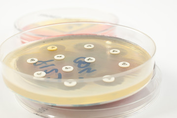 Petri dish antibiogram on white background. Escherichia Colli bacteria on petri dish