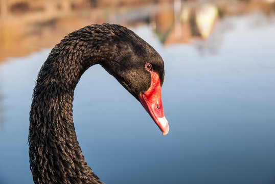 Close up portrait of a black swan with red beak on a blurred background