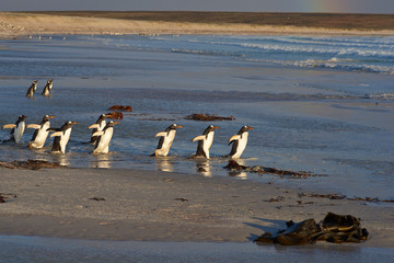 Group of Gentoo Penguins (Pygoscelis papua) enter the sea at Volunteer Point in the Falkland Islands. 