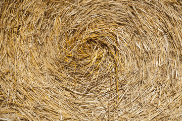 Straw bales rolled up, background.
