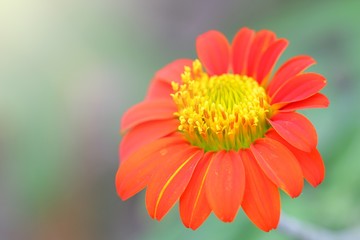 Zinnia flower