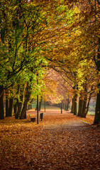 Fototapeta na wymiar Beautiful Colorful Autumn Leaves / green, yellow, orange, red