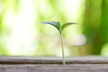 Growing pumpkin plant on wooden table