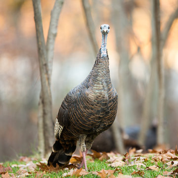 Wild Turkey Looking at Camera with a Serious Expression
